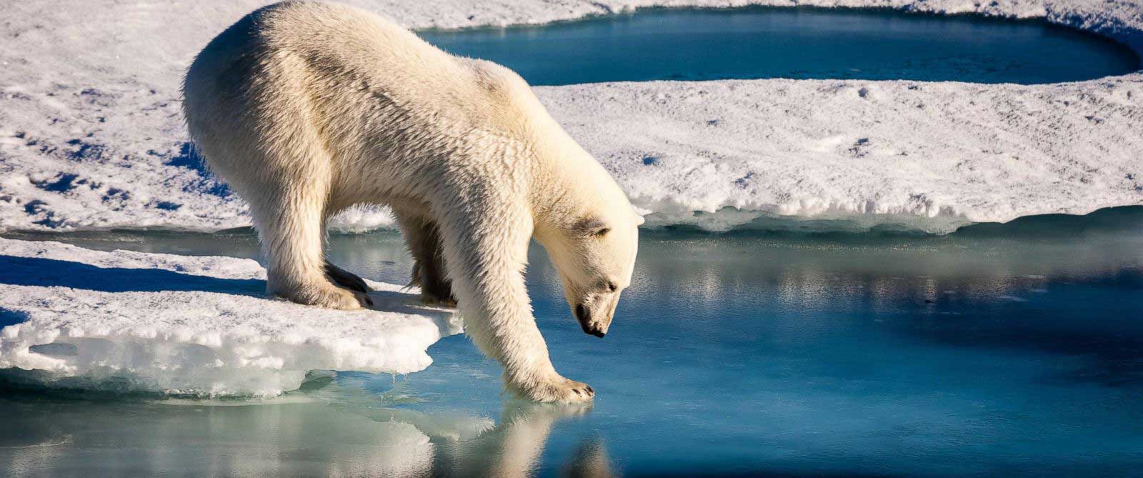 چرا قطب شمال گرمتر از قبل شده است
