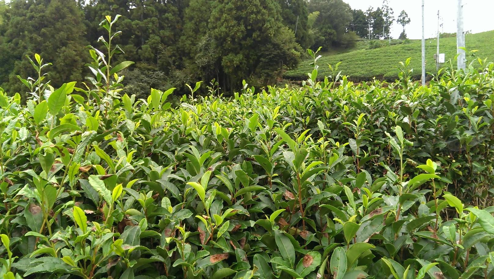 چای ایرانی ارگانیک به بازارهای جهانی می رود