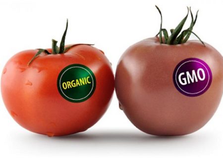 موفق ترین محصولات و میوه های تراریخته (GMO)!