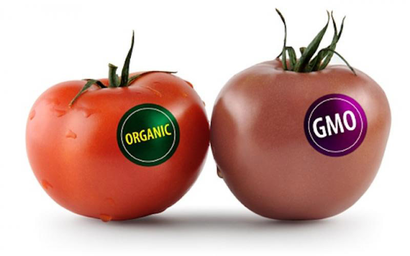 موفق ترین محصولات و میوه های تراریخته (GMO)!