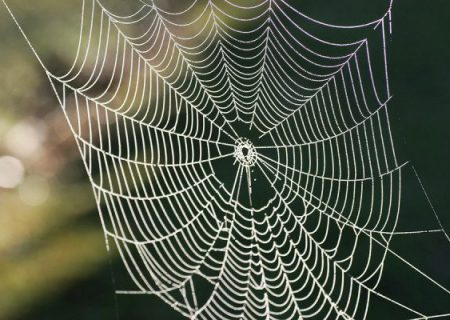 ابریشم عنکبوت ۵ برابر قدرتمندتر از فولاد